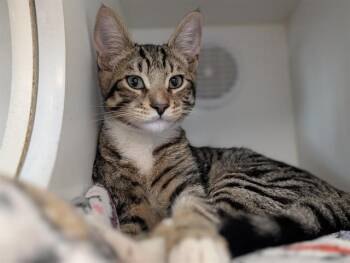 A885892 -  Domestic Short Hair Cat for Adoption in Camarillo, California - A885892 | PetCurious
