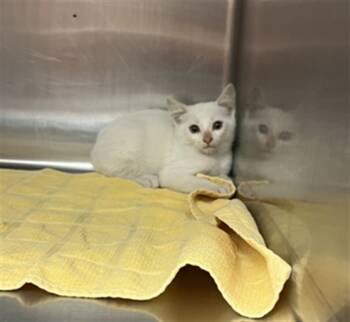 Rescue Domestic Short Hair Cats for Adoption in Rancho Cucamonga, California - UNKNOWN | PetCurious