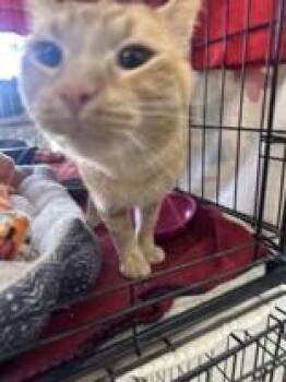 Mike -  Domestic Short Hair Cat for Adoption in Manitowoc, Wisconsin - Mike | PetCurious