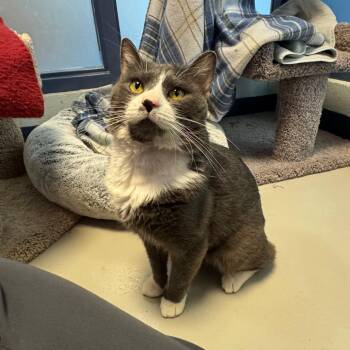 Smoke -  Domestic Short Hair Cat for Adoption in Pittsburgh, Pennsylvania - Smoke | PetCurious