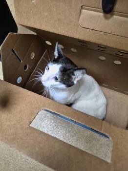Fb 11/12 Steve -  Domestic Short Hair Cat for Adoption in Lawrenceville, Georgia - Fb 11/12 Steve | PetCurious
