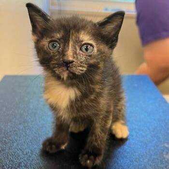 Domestic Short Hair Cats Available for Adoption in Lake Panasoffkee, Florida - Yubaba | PetCurious