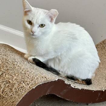 Rescue Domestic Short Hair Cats for Adoption in Slippery Rock, Pennsylvania - Diana | PetCurious