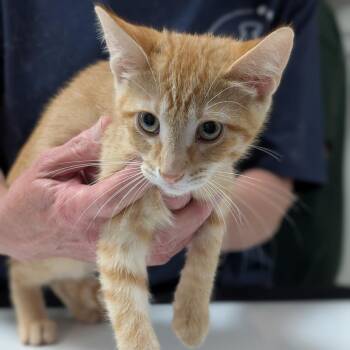 Barry -  Domestic Short Hair Cat for Adoption in Canton, Illinois - Barry | PetCurious