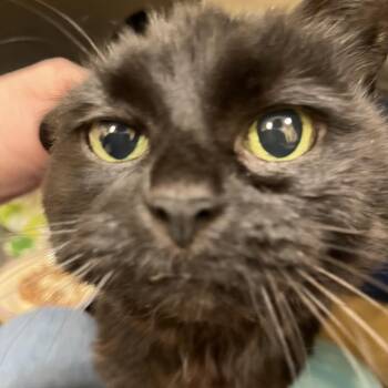 Domestic Medium Hair Cats Available for Adoption in Bedford, New Hampshire - Mikey | PetCurious