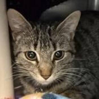 Domestic Short Hair Cats Available for Adoption in Lansing, Michigan - Katniss | PetCurious