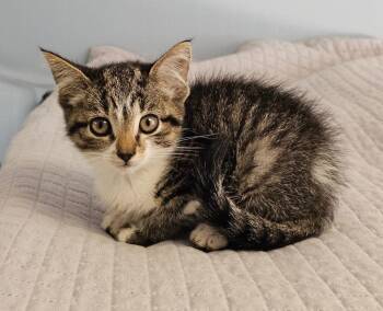 Beezus -  Domestic Short Hair Cat for Adoption in Lovingston, Virginia - Beezus | PetCurious