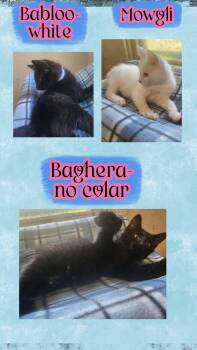 MOWGLI of the Terrific 5 -  Domestic Short Hair Cat for Adoption in Oregon, Wisconsin - MOWGLI Of The Terrific 5 | PetCurious