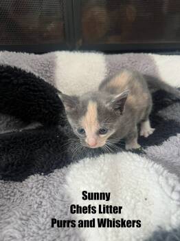 Domestic Short Hair Cats Available for Adoption - Sunny Anderson | PetCurious