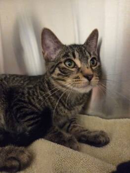 Rescue Domestic Short Hair Cats for Adoption in Yankton, South Dakota - Neville | PetCurious