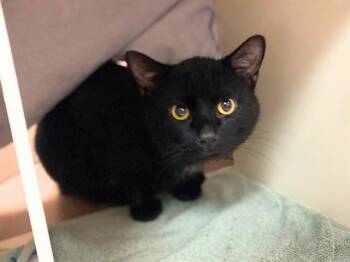 EMMETT -  Domestic Short Hair Cat Available for Adoption in Fort Wayne, Indiana - EMMETT | PetCurious
