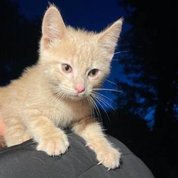 Patrick -  Domestic Short Hair Cat for Adoption in Black River Falls, Wisconsin - Patrick | PetCurious
