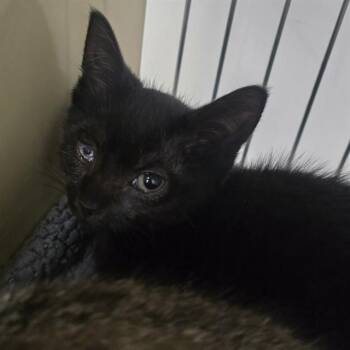 BOOTSTRAP BILL -  Domestic Short Hair Cat for Adoption in Easton, Maryland - BOOTSTRAP BILL | PetCurious