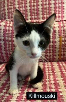 Killmouski -  Domestic Short Hair Cat for Adoption in Zimmerman, Minnesota - Killmouski | PetCurious