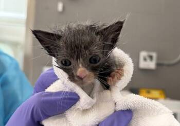 Indigo -  Domestic Short Hair Cat for Adoption in New York, New York - Indigo | PetCurious