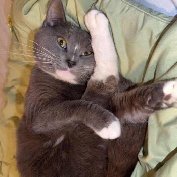 Toast -  American Shorthair Cat for Adoption in Philadelphia, Pennsylvania - Toast | PetCurious