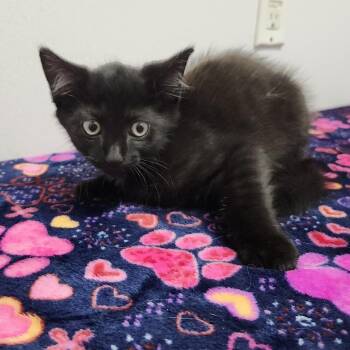 Domestic Short Hair Cats Available for Adoption in Clearwater, Florida - Squid | PetCurious