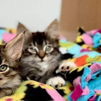 Aphrodite -  Domestic Medium Hair Cat for Adoption in Cumming, Georgia - Aphrodite | PetCurious
