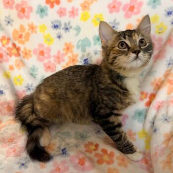 Petunia -  Domestic Short Hair Cat for Adoption in Lewisville, Texas - Petunia | PetCurious