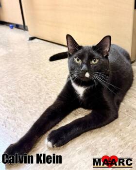 Domestic Short Hair Cats Available for Adoption in Maryville, Tennessee - Calvin Klein | PetCurious