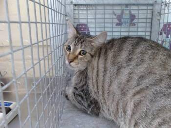 A600271 -  Domestic Short Hair Cat for Adoption in Orlando, Florida - A600271 | PetCurious