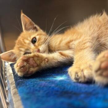 Limp -  Domestic Short Hair Cat for Adoption in Newark, New Jersey - Limp | PetCurious