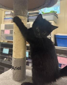 Ariel -  Domestic Short Hair Cat for Adoption in Ulster, Pennsylvania - Ariel | PetCurious
