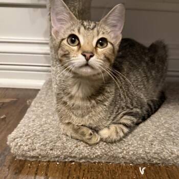 Pecan -  Domestic Short Hair Cat for Adoption in Plainfield, Illinois - Pecan | PetCurious