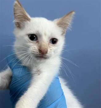 GUMDROP -  Domestic Short Hair Cat for Adoption in San Bernardino, California - GUMDROP | PetCurious