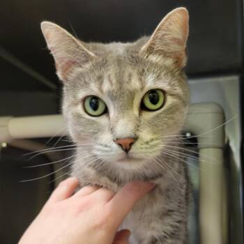 Rescue Domestic Short Hair Cats for Adoption in Columbia, Missouri - Lime Margarita | PetCurious
