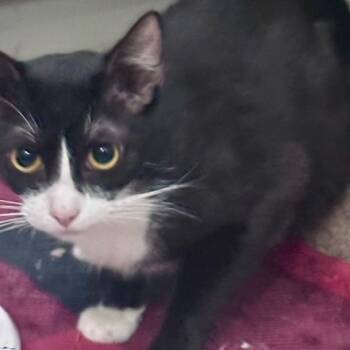 Rescue Domestic Short Hair Cats for Adoption in Austin, Texas - London Tipton | PetCurious