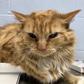 Bear -  Domestic Long Hair Cat for Adoption in Dekalb, Illinois - Bear | PetCurious