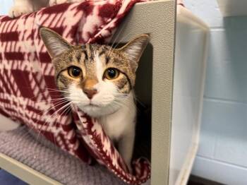 Domestic Short Hair Cats Available for Adoption in Peoria, Illinois - SELENA | PetCurious