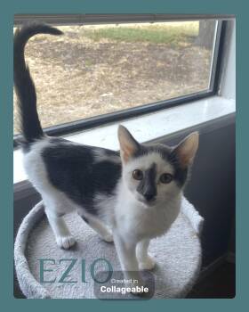 EZIO -  Tabby Cat for Adoption in Lawton, Oklahoma - EZIO | PetCurious