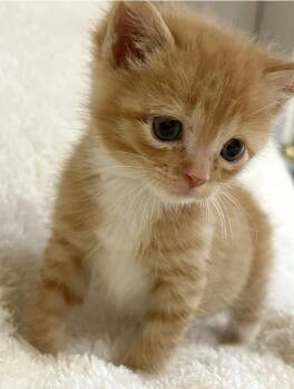 Rescue Tabby Cats for Adoption in Trophy Club, Texas - Farley | PetCurious