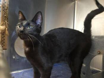 Domestic Short Hair Cats Available for Adoption in Martinez, California - AUBURN | PetCurious
