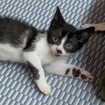 Joe -  Tuxedo and Domestic Short Hair Cat for Adoption in East Amherst, New York - Joe | PetCurious
