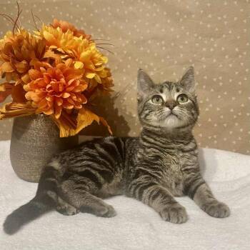 Rescue Domestic Short Hair Cats for Adoption in Groveland, Massachusetts - Button | PetCurious