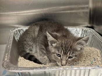 Domestic Short Hair Cats Available for Adoption in Tustin, California - WATSON | PetCurious