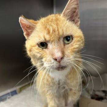 TANG -  Domestic Short Hair Cat for Adoption in San Antonio, Texas - TANG | PetCurious