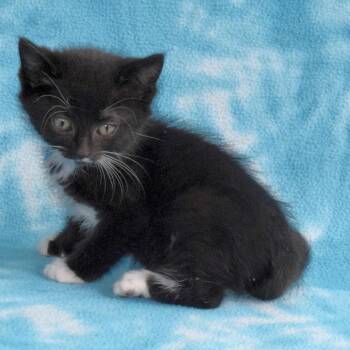 Domestic Short Hair Cats Available for Adoption in Eureka, California - Samantha | PetCurious