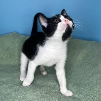 Smudge -  Domestic Short Hair Cat for Adoption in San Antonio, Texas - Smudge | PetCurious