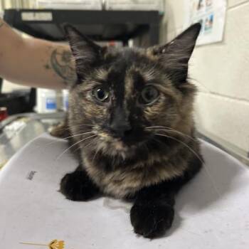 Rescue Domestic Medium Hair Cats for Adoption in Pensacola, Florida - LIL' ONE | PetCurious