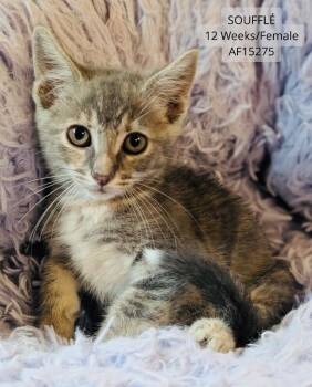 Souffle -  Domestic Short Hair Cat for Adoption - Souffle | PetCurious