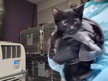 FLORIAN -  Domestic Short Hair Cat for Adoption in Colorado Springs, Colorado - FLORIAN | PetCurious