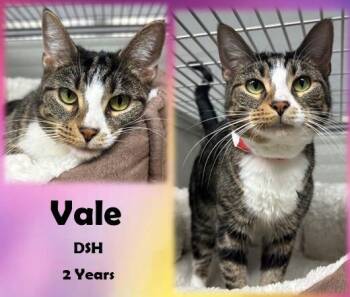 Rescue Domestic Short Hair Cats for Adoption in Franklin, Indiana - Vale | PetCurious