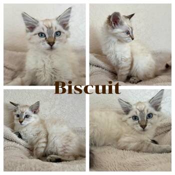 Biscuit -  Siamese and Domestic Long Hair Cat for Adoption in Hollister, California - Biscuit | PetCurious
