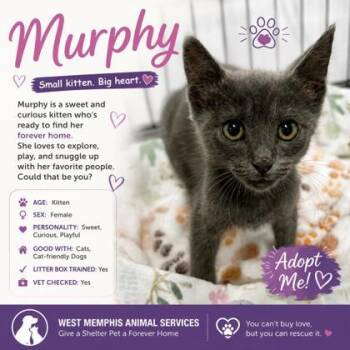 Murphy -  Russian Blue and Domestic Short Hair Cat for Adoption in West Memphis, Arkansas - Murphy | PetCurious