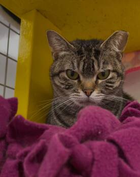 Rescue Domestic Short Hair Cats for Adoption in Williamsport, Pennsylvania - Reecy (ReRe) | PetCurious