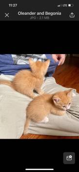 Rescue Domestic Short Hair Cats for Adoption - Zinnia | PetCurious